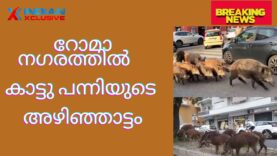 റോമാ നഗരത്തിൽ   കാട്ടു പന്നിയുടെ അഴിഞ്ഞാട്ടം