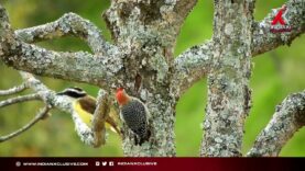 “അമ്മ””माँ”Mother,മനോഹരമായ കവിത, രചന ഷീല രഹിൻ,ആലാപനം,ആഷാ സുബാഷ് , സംഗീതം, ജോയ്കുമാർ. Indianxclusive