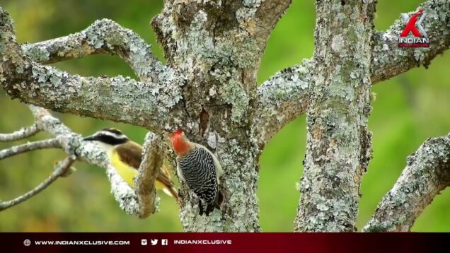 “അമ്മ””माँ”Mother,മനോഹരമായ കവിത, രചന ഷീല രഹിൻ,ആലാപനം,ആഷാ സുബാഷ് , സംഗീതം, ജോയ്കുമാർ. Indianxclusive